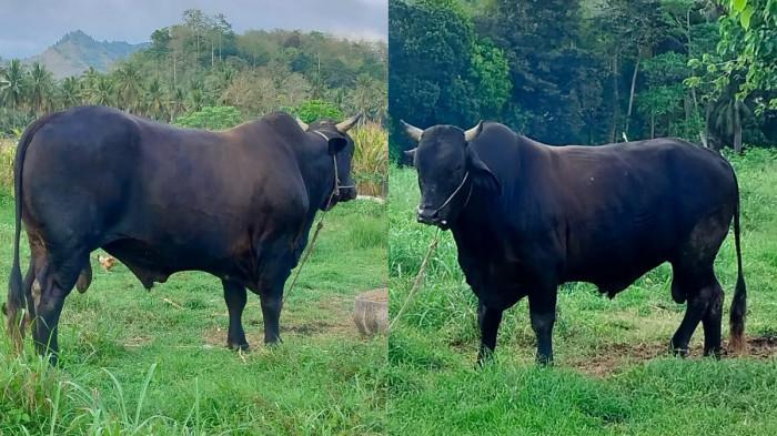 HEWAN-KURBAN-Sapi-kurban-bantuan-Presiden-RI-Prabowo-Subianto-lala.jpg