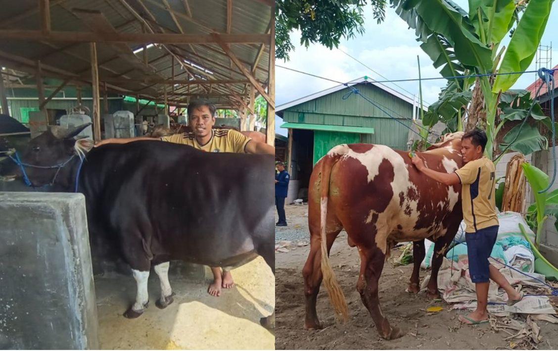 Harga-Sapi-Kurban-di-Wajo.jpg