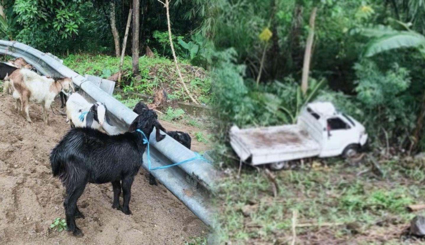 Kecelakaan di Sinjai, Mobil Pick Up Pengangkut 30 Kambing Kurban Terjun ke Jurang