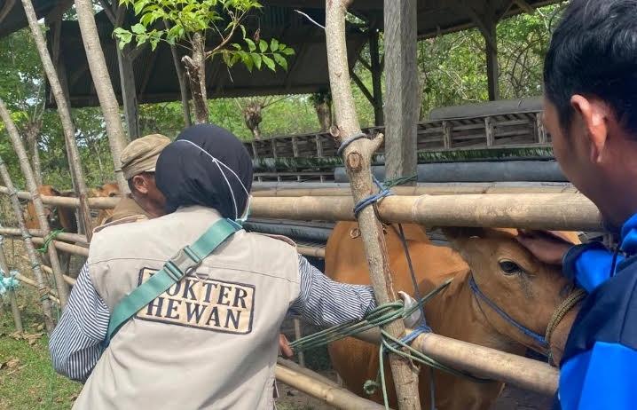 DPKP Wajo Mulai Vaksinasi 4.000 Sapi Jelang Iduladha