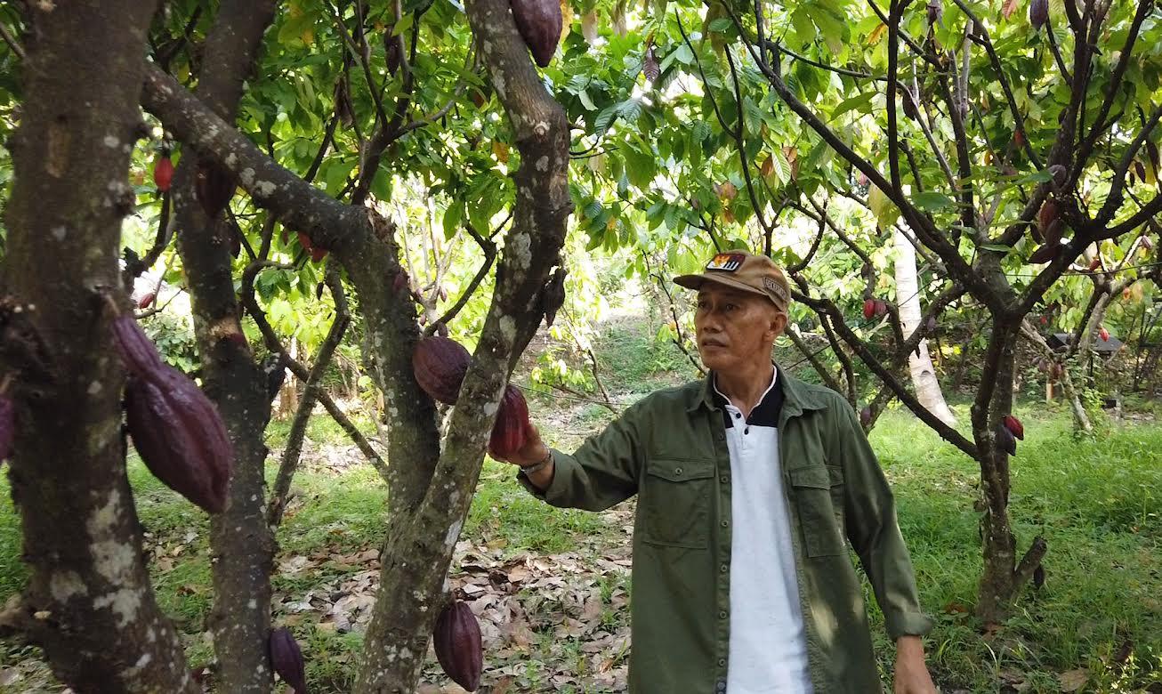 Kampung-Coklat-yang-berada-di-Kelurahan-Lalomba-Kabupaten-Kolaka.jpg