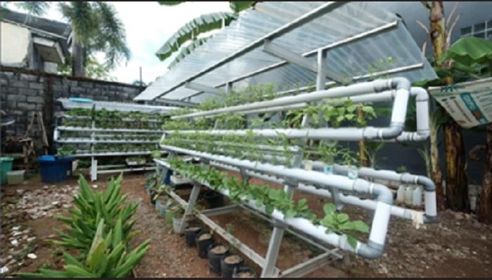 Foto: PLN UIW Sulselrabar Bantu Kelompok Wanita Toddopuli - Kampung-Sayur-Hidroponik-Kelompok-Wanita-Toddopuli-11.jpg