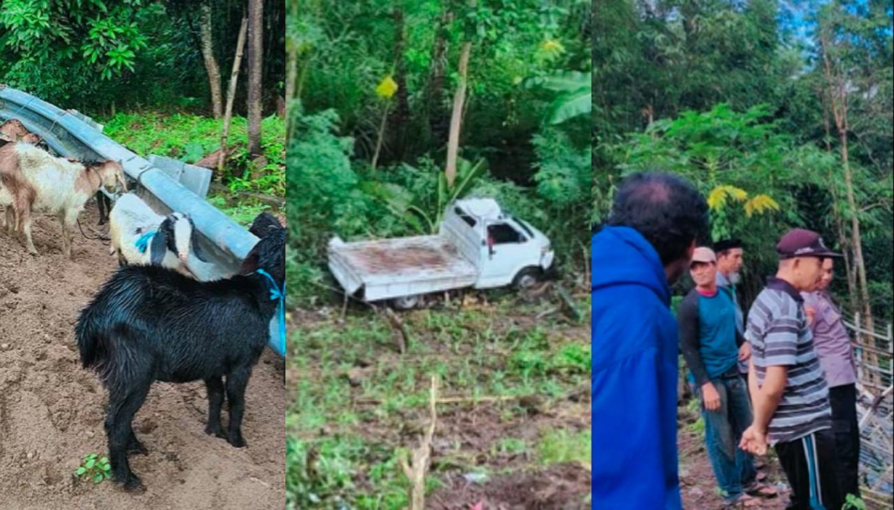 Mobil Pengangkut 30 Kambing Kurban Terjun ke Jurang di Sinjai, Sopir Luka-luka