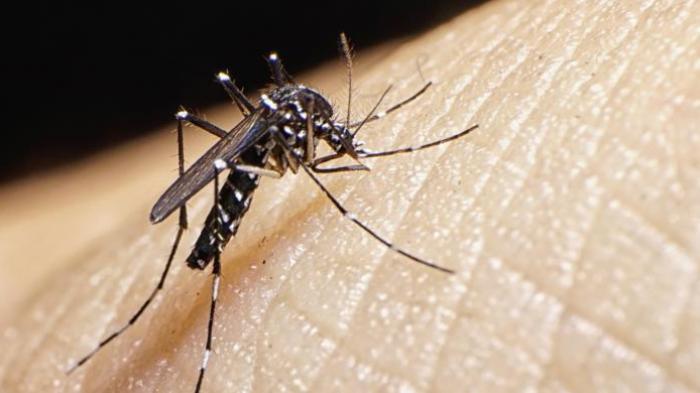 Nyamuk-Aedes-Aegypti-penyebab-demam-berdarah.jpg