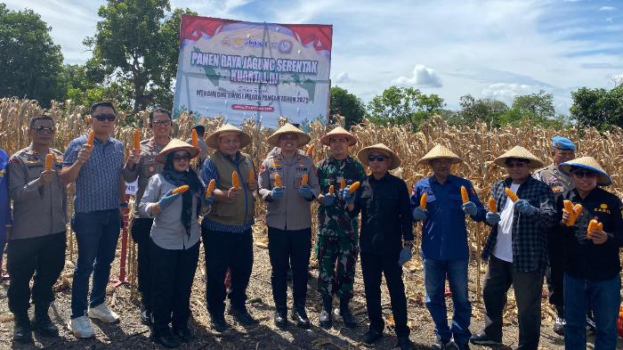 Sukses Gelar Panen Raya Jagung, Sidrap Mantapkan Peran  Sebagai Lumbung Pangan Nasional