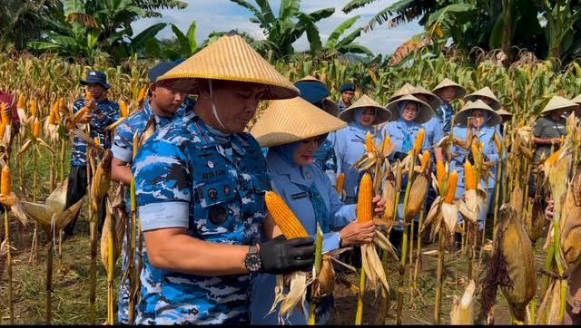 Lanud Hasanuddin Hasilkan 349 Ton Jagung dari Lahan 53 Hektare di Maros