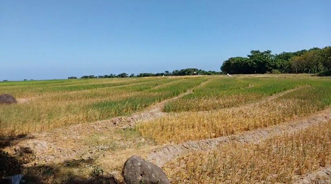 Padi-warga-di-Mariorennu-Kecamatan-Gantarang-mulai-kering-12.jpg