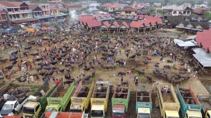 Pasar-Hewan-Bolu-Toraja-Utara-diabadikan-Senin-30-Mei-2016.jpg
