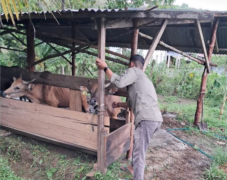 Puluhan Sapi Terindikasi Gejala PMK di Palopo Sulsel, Peternak Diimbau Tak Panik