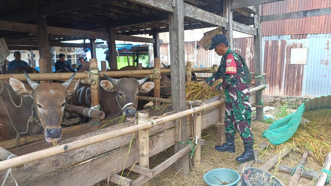 Harga Sapi Kurban Terbaru di Maros dan Luwu Sulawesi Selatan