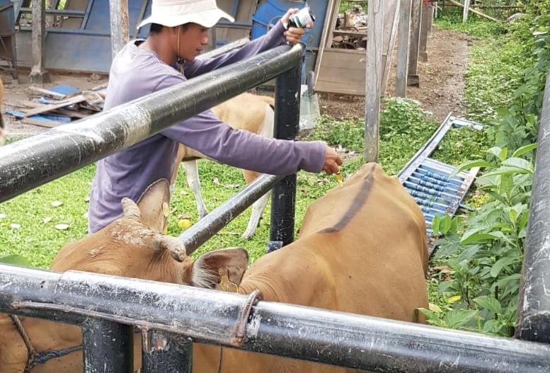 3 Ekor Sapi Dicuri, Ramli: Kami Rugi Rp20 Juta