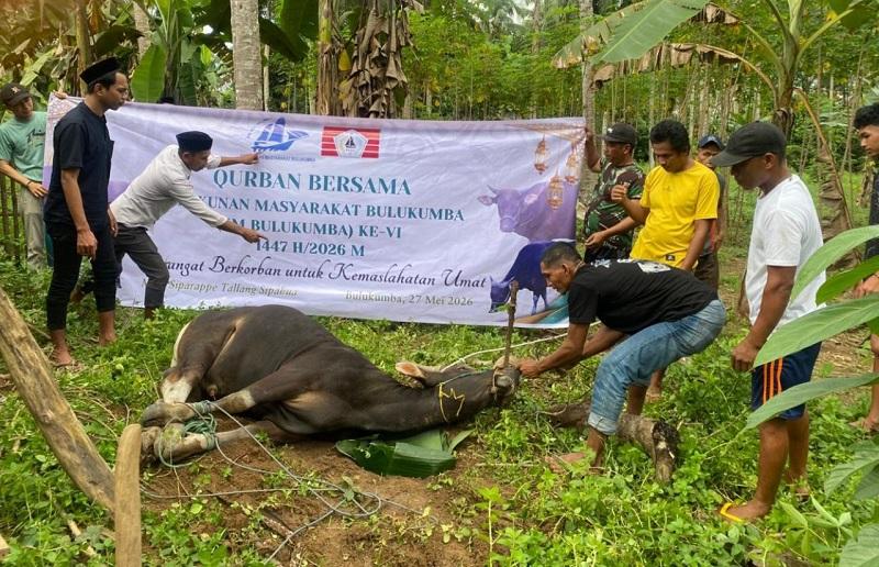 SAPI-KURBAN-Kerukunan-Masyarakat-Bulukumba.jpg