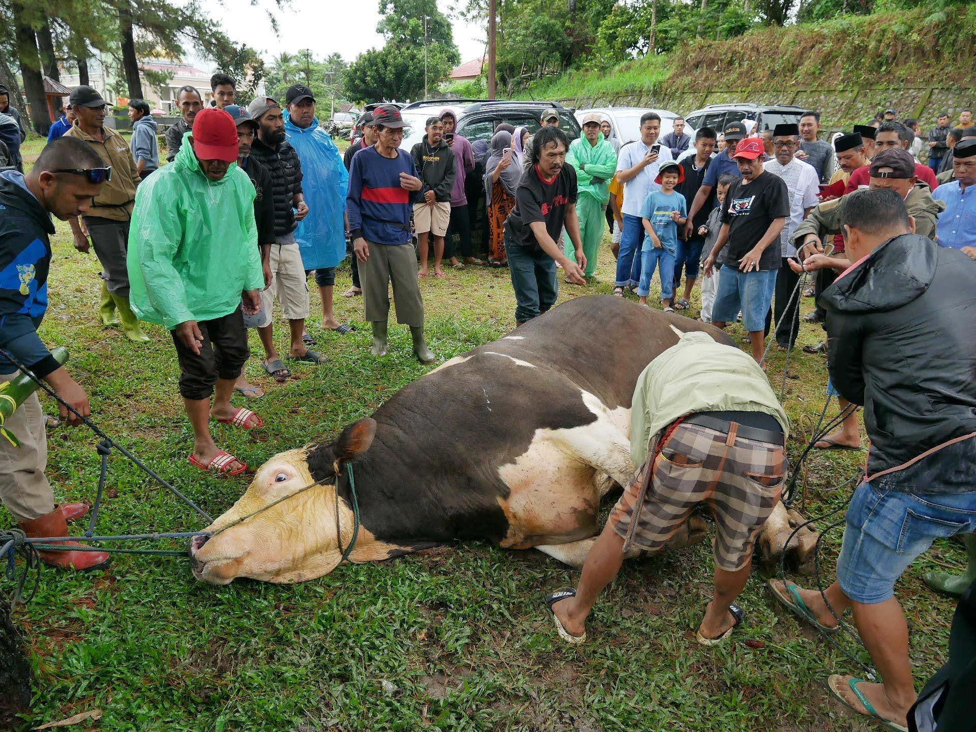 SAPI-KURBAN-PRESIDEN-Proses-penyembelihan-sapi-kurban-milik.jpg
