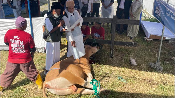 SAPI-KURBAN-Prosesi-kurban-dalam-Festival-Keberkahan-Kurban.jpg