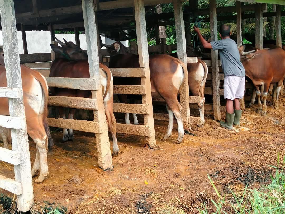 Pengawasan Sapi Kurban di Bulukumba Diperketat