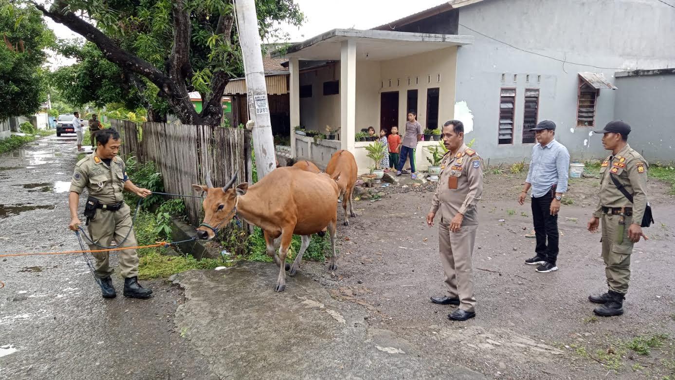 Satuan-Polisi-Pamong-Praja-Satpol-PP-Bulukumba-mulai-menggencarkan-operasi-ternak.jpg