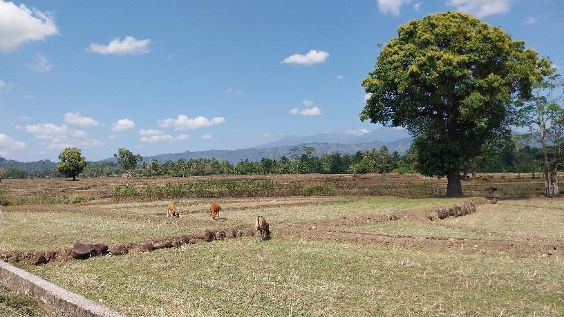 Sawah-warga-di-Desa-Gareccing-Kabupaten-Sinjai-Sulawesi-Selatan-jadi-lahan-menganggur.jpg
