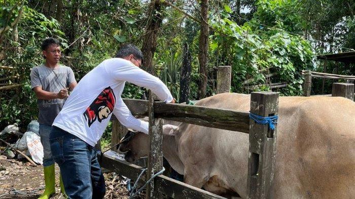 2784 Sapi di Gowa Terinfeksi PMK, Tersebar di 14 Kecamatan