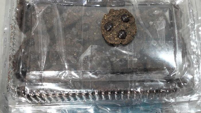 Terungkapnya Peredaran Cookies Ganja di Makassar, 2 Mahasiswa Ditangkap Gegara Punya 55 Biji