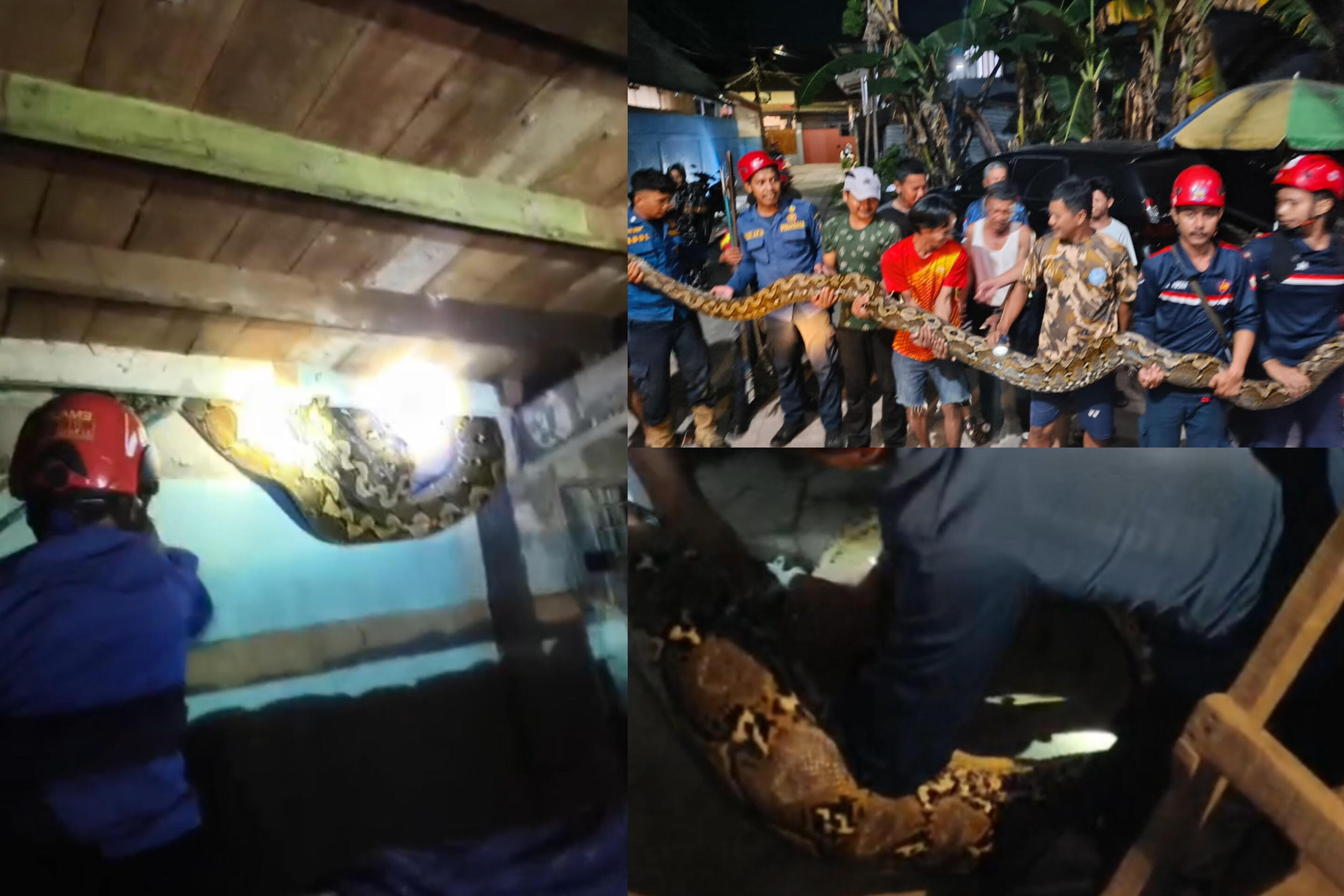 Ular Piton 6 Meter Menggantung di Rumah Warga Antang, Damkar Butuh 30 Menit Evakuasi