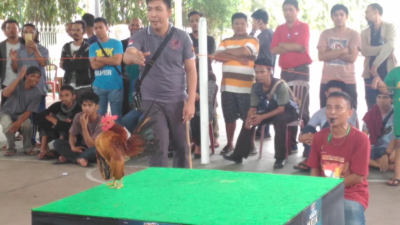 Ayam Jakarta Bergoyang di Gedung Mulo