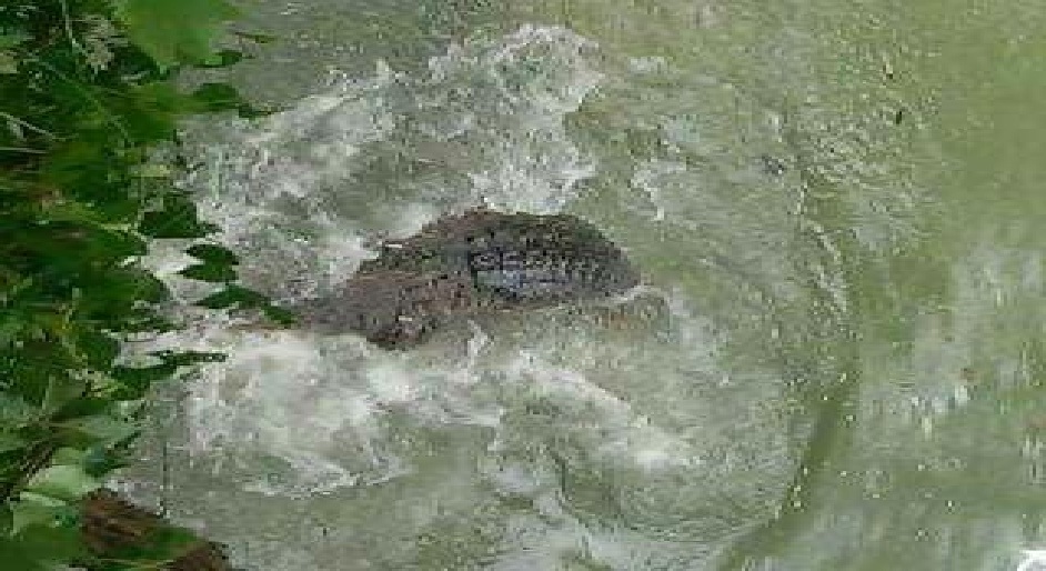 Ini Cara Warga Dua Boccoe Bone Berburu Buaya di Sungai Unyi - buaya-dua-boccoe_20160225_091422.jpg