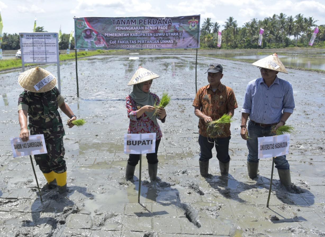 bupati-luwu-utara-indah-putri-indriani-melakukan-penanaman-padi.jpg