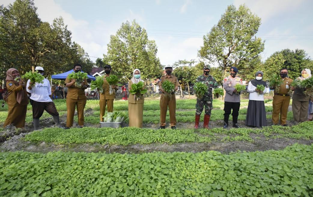 bupati-luwu-utara-indah-putri-indriani-tengah-melakukan-panen-perdana-sayur-2682020.jpg