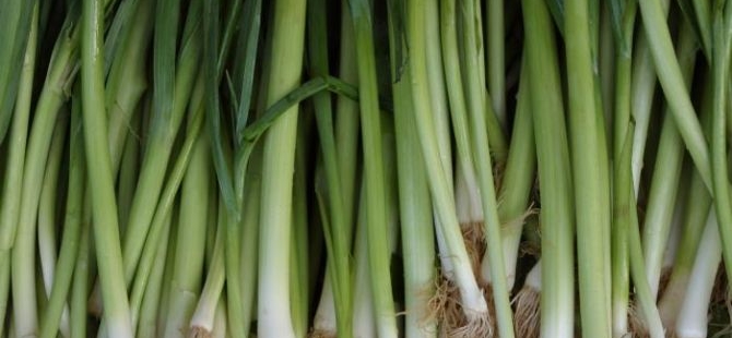 Tak Perlu Minum Susu Kalsium, Cukup Pakai Daun Bawang untuk Tulangmu