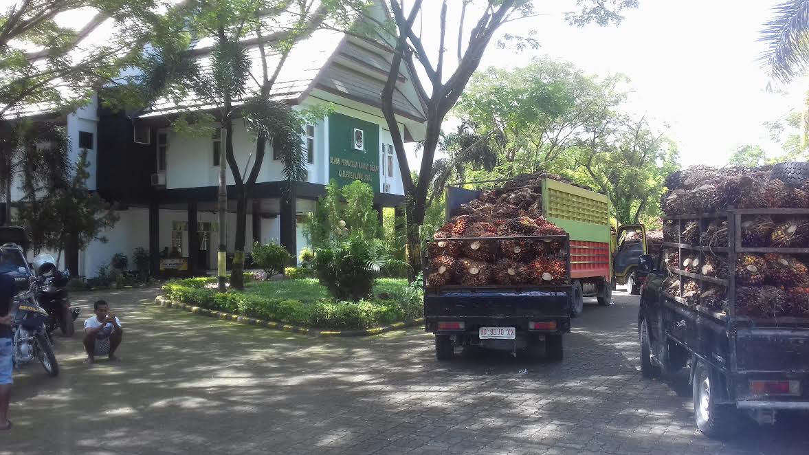 Truk Pengangkut Kelapa Sawit 'Kepung' DPRD Luwu Utara