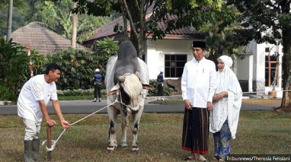 foto-foto-sapi-kurban-jokowi-pada-iduladha-1440-h-disediakan-karpet-hitam-seharga-rp-2-juta.jpg