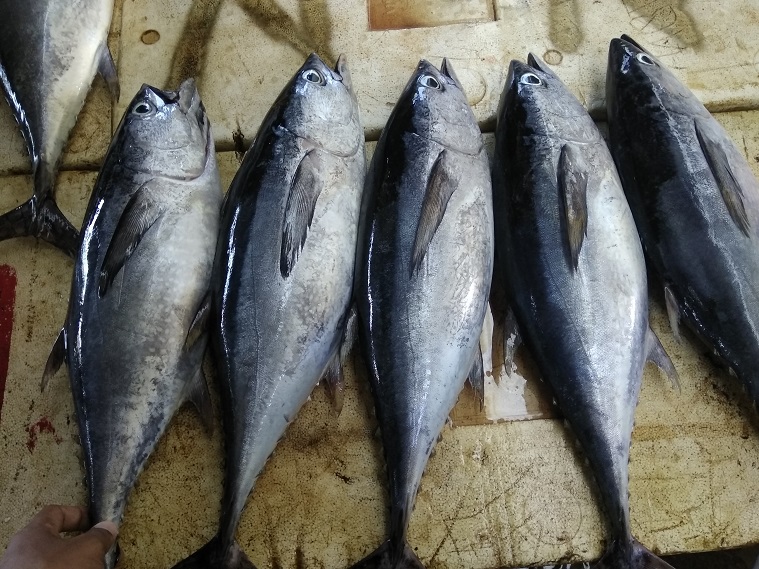 harga-ikan-tuna-di-uptd-tpi-rajawali-kecamatan-mariso-makassar-mengalami-penurunan.jpg