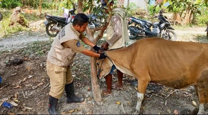 Herwan Kurban Melimpah, Tomoni Catat 145 Ekor Sapi, Terbanyak di Luwu Timur