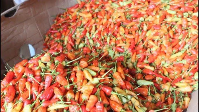Akibat Cuaca, PD Pasar Makassar Sebut Cabai Rawit Naik Jadi Rp 50 Ribu Per Kg