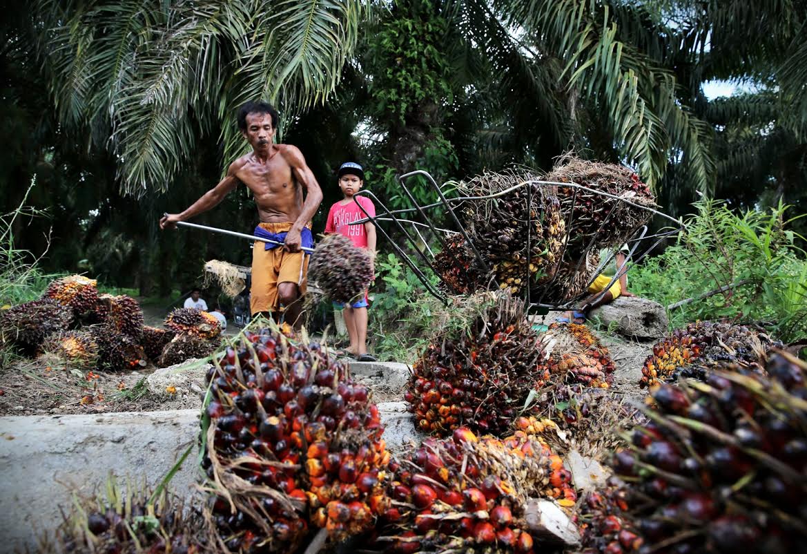 Petani Sawit Demo di DPRD Luwu Utara Besok, Ini Persoalannya