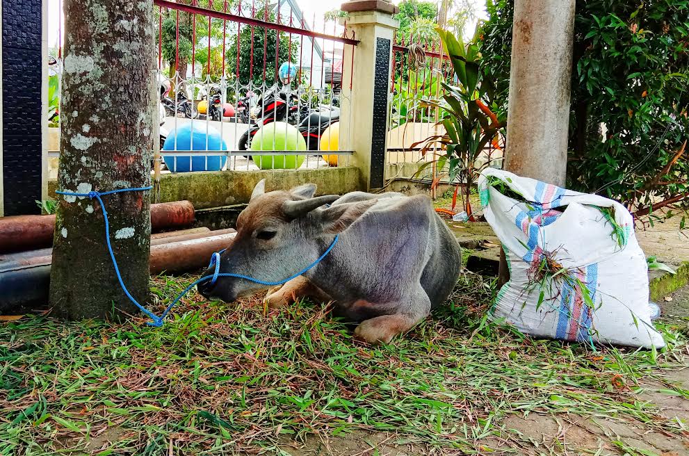 kerbau-jantan-rp-20-juta-hadiah-utama-vaksinasi-covid-19-di-toraja-utara.jpg
