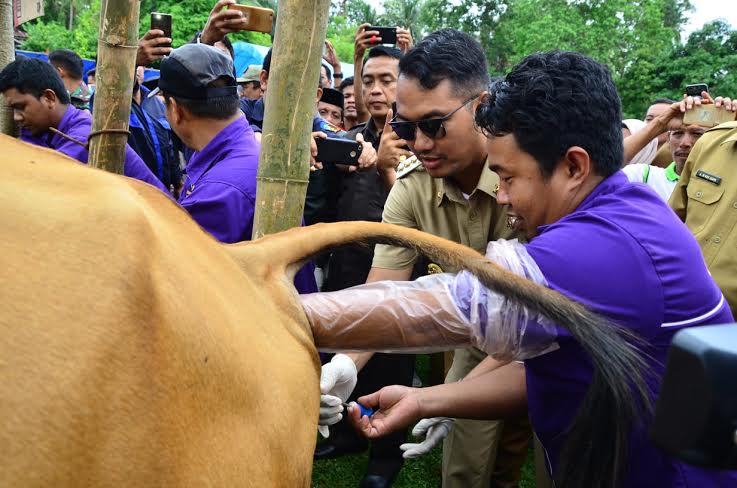 Sapi di Bulupoddo Sinjai Diberi Inseminasi Buatan