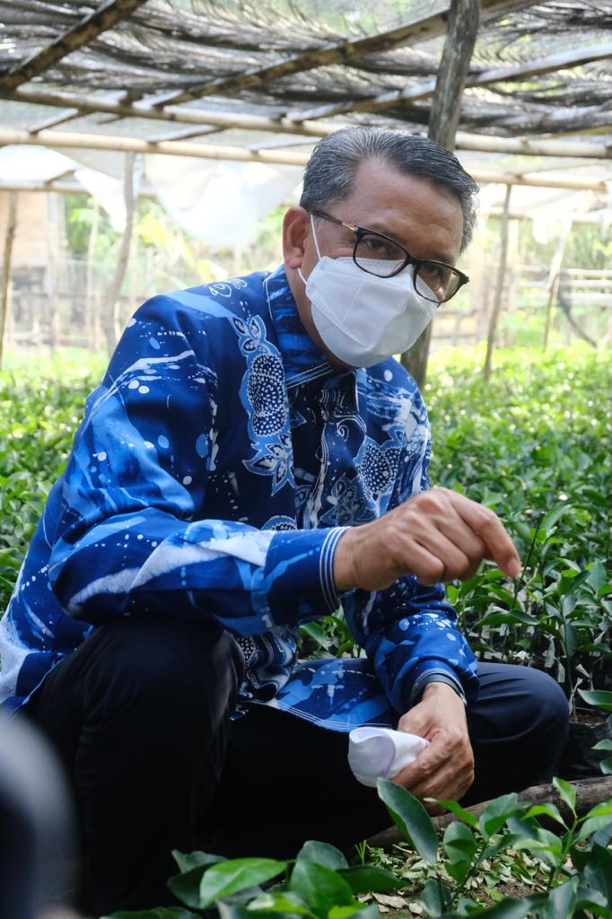 Nurdin Abdullah Akan Kembalikan Kejayaan Jeruk Keprok Selayar