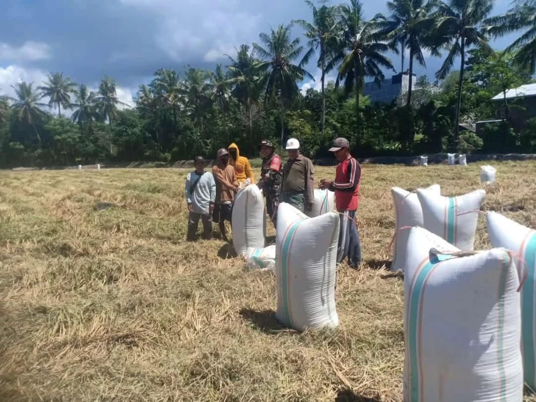 panen-padi-di-Desa-Taccorong-Kecamatan-Gantarang-Kabupaten-Bulukumba.jpg