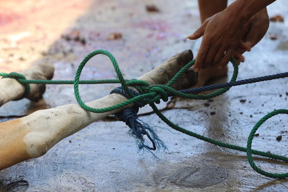 panitia-kurban-melakukan-pemotongan-sapi-kurban-saat-hari-raya-idul-adha-1441-h-3.jpg