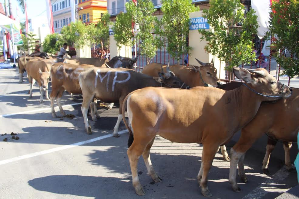 Aturan & Syarat Pemotongan Hewan Kurban di Tengah Pandemi Corona, Terapkan Jika Tak Mau Celaka