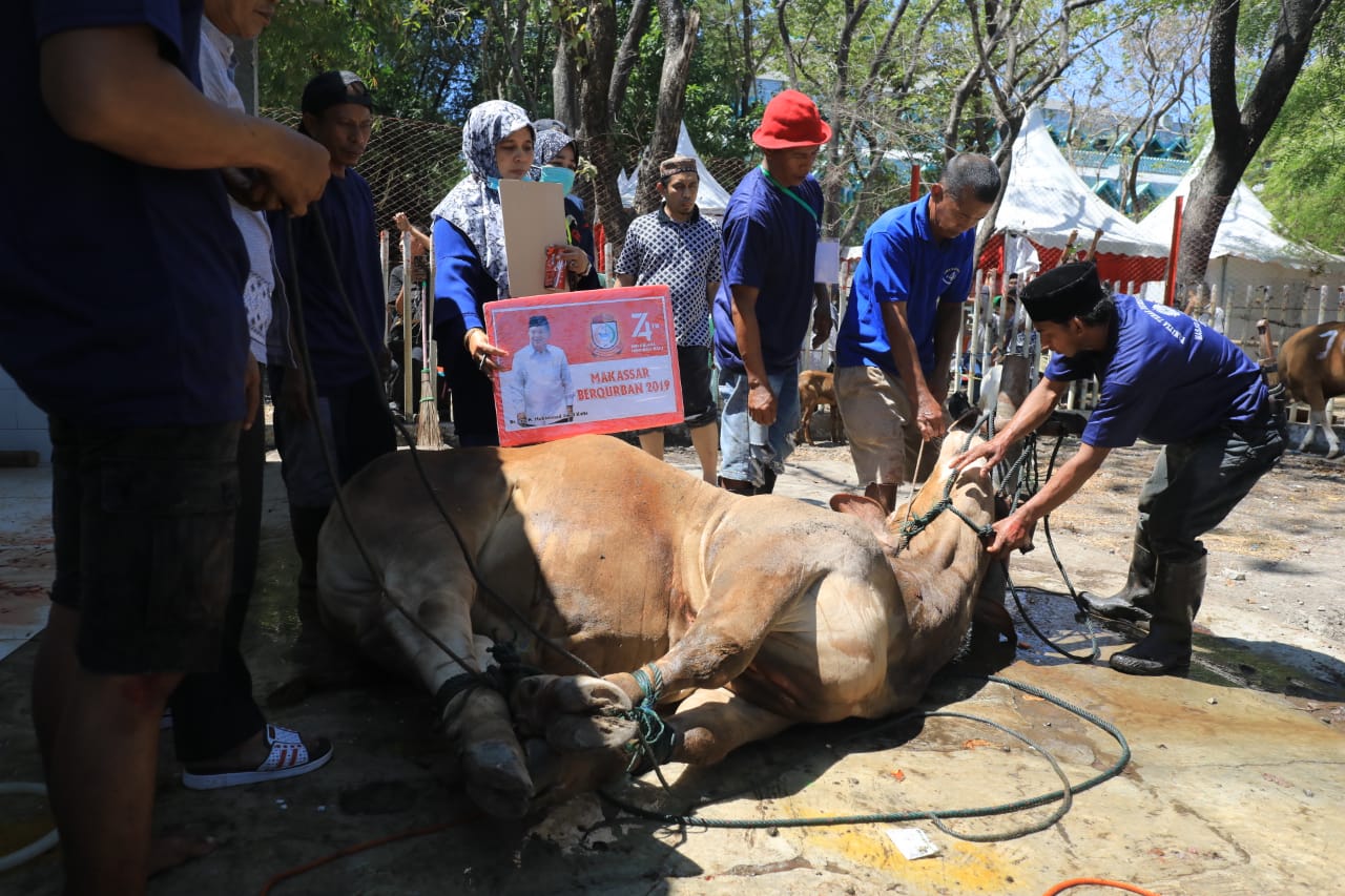 Sapi Kurban Jokowi dan JK Disembelih di Masjid Al Markas Makassar