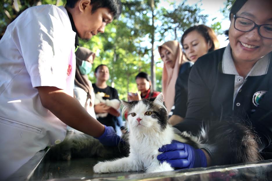 peringati-hari-rabies-di-makassar.jpg<pf>kucin-dan-anjing-dilakukan-vaksinisasi.jpg<pf>ratusan-anjing-dan-kucing-dibawa-ke-depan-kantor-dekranasda-sulsel.jpg