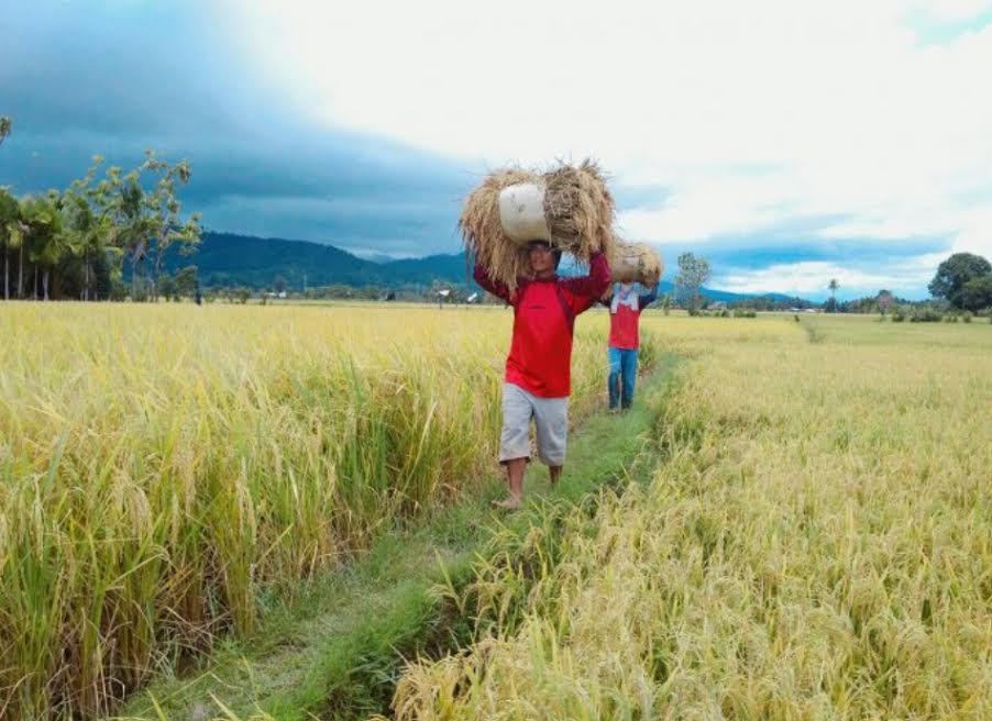 petani-di-kecamatan-tanete-rilau-kabupaten-barru-memikul-gabahnya-pasca-panen.jpg
