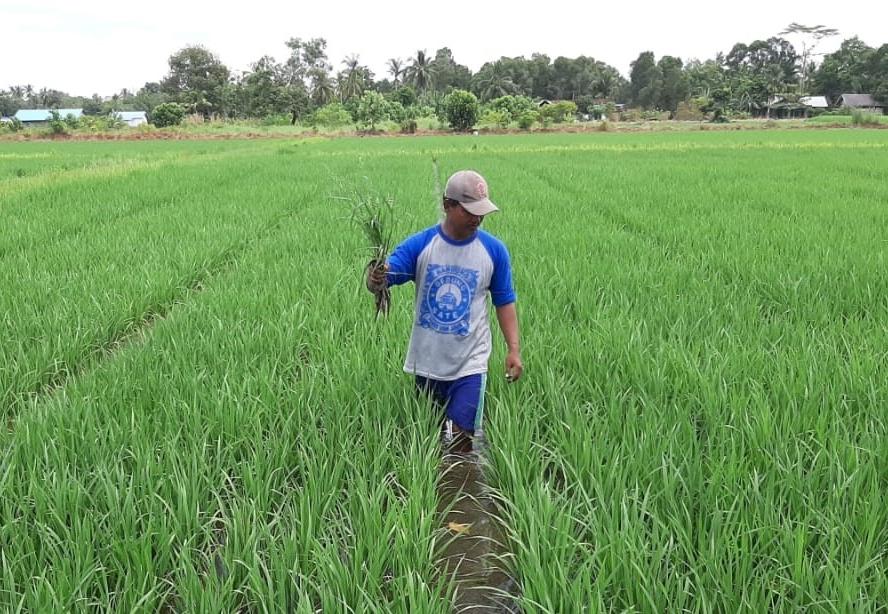 Tahan Kekeringan, Benih Inpara 2 Jadi Primadona Produksi Padi di Lahan Rawa Kalsel