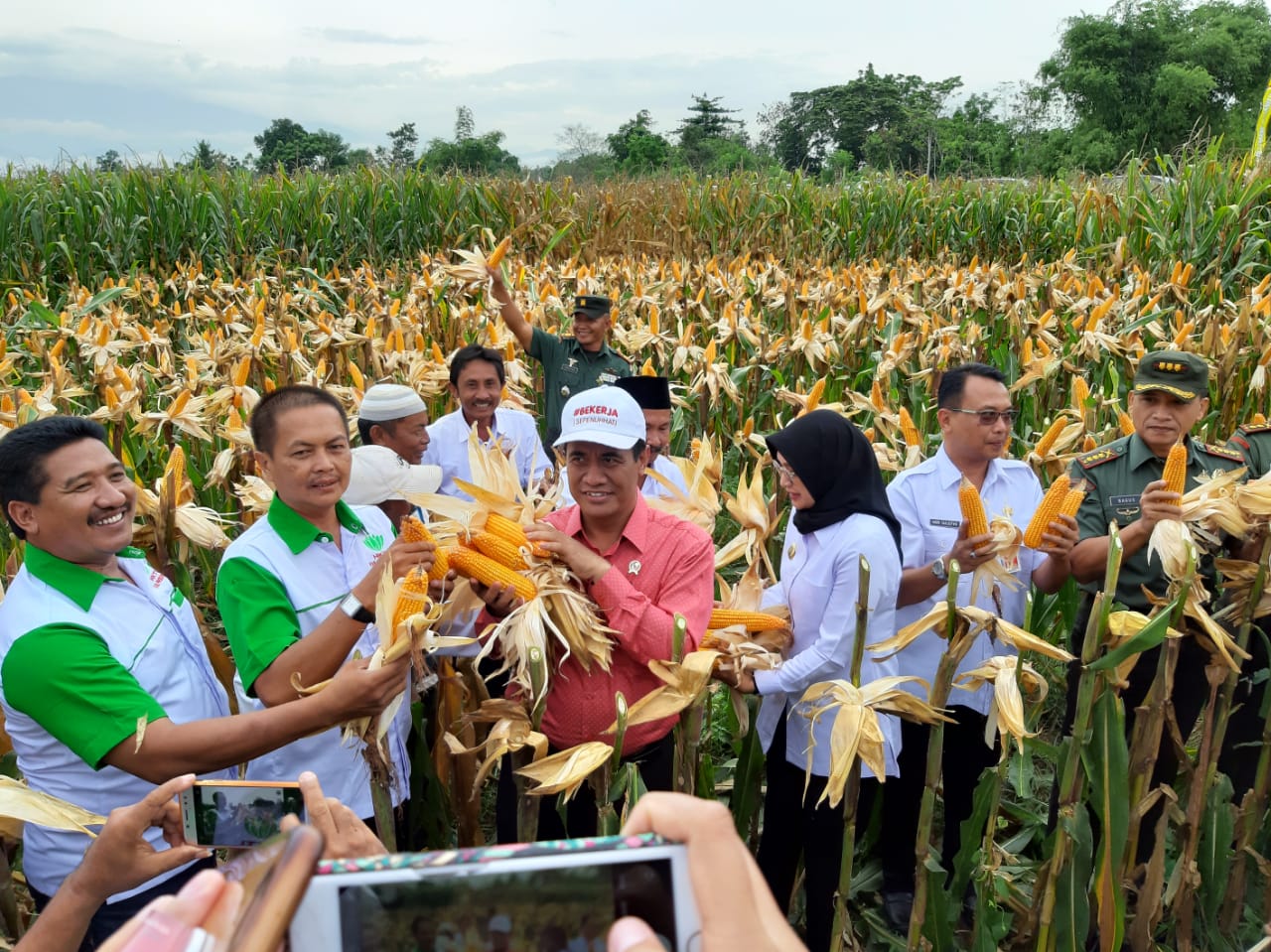 petani-mulai-panen-jagung-pemerintah-siap-serap.jpg