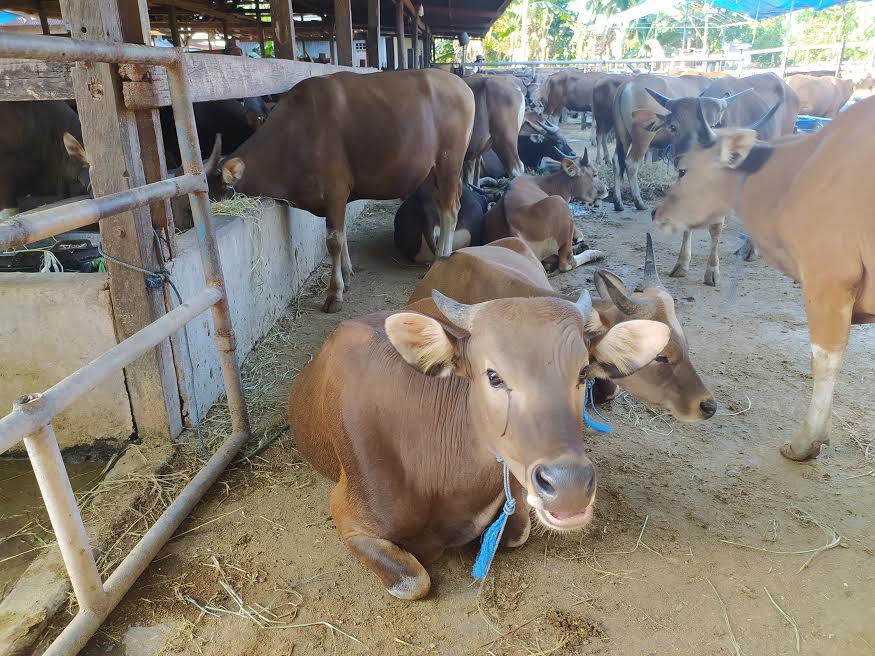 peternakan-sapi-milik-haji-pancong-kecamatan-bantimurung-kabupaten-maros.jpg