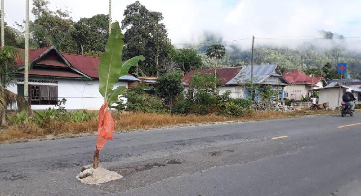 pohon-pisang-ditanam-di-badan-jalan-trans-sulawesi-desa-dandang-kecamatan-sabbang-selatan.jpg