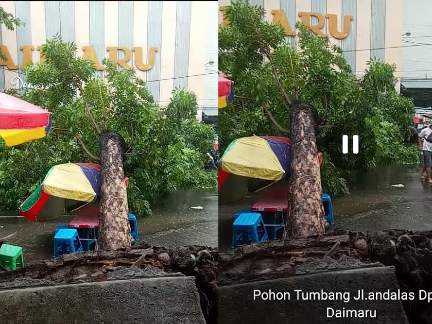 BREAKING NEWS: Pohon Tumbang Tutup Jl Andalas Makassar