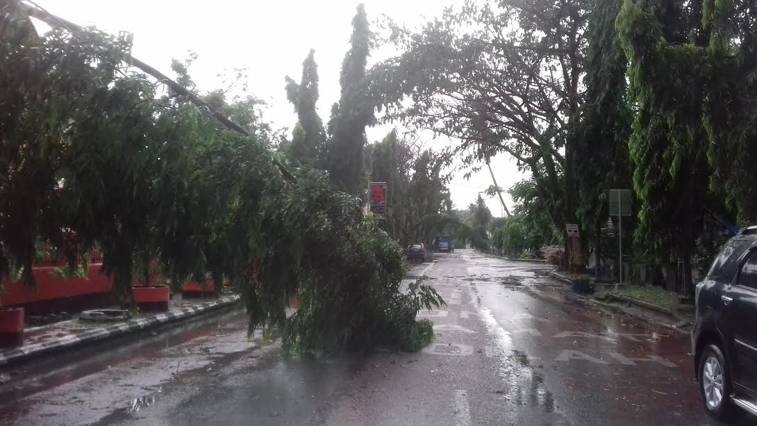 Angin Kencang Tumbangkan Pohon di Masamba Luwu Utara